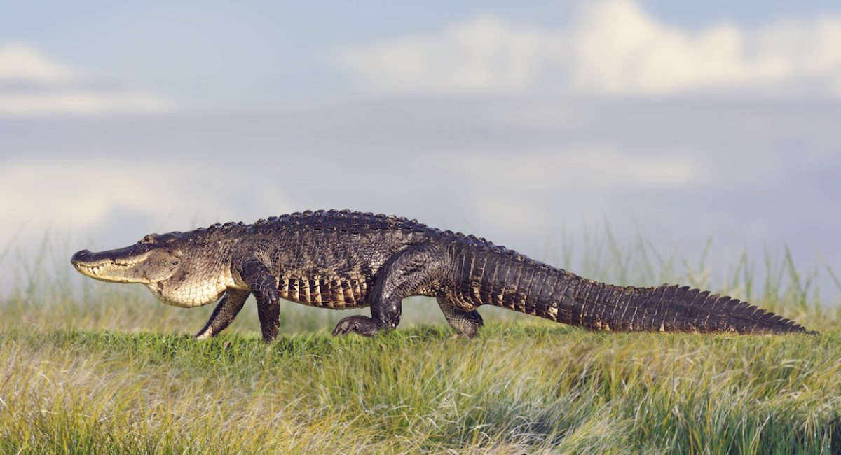 Large Florida Alligator in Wetlands